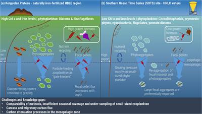 The Role of Zooplankton in Establishing Carbon Export Regimes in the Southern Ocean – A Comparison of Two Representative Case Studies in the Subantarctic Region